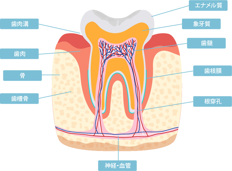 歯の構造